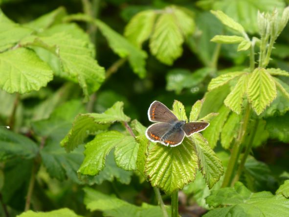 Brown argus