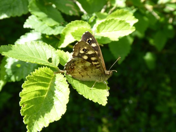 Speckled wood