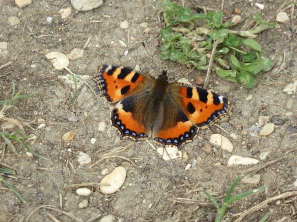 Tortoiseshell