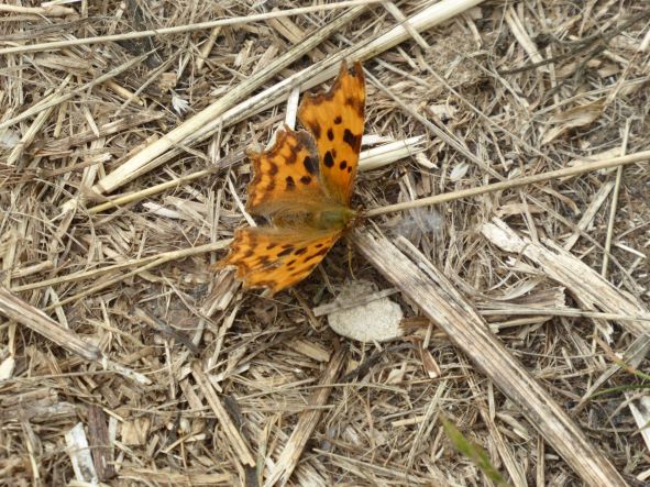 Comma