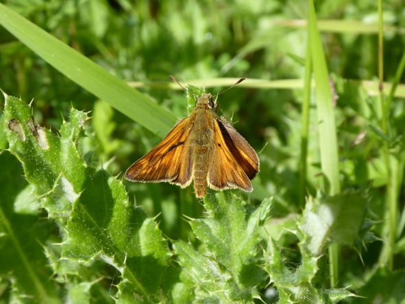 Large skipper