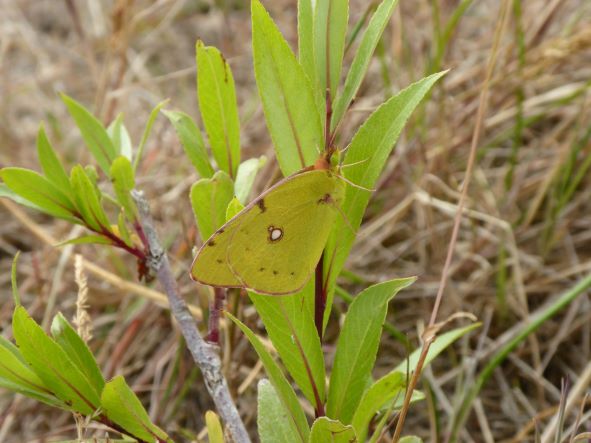 Clouded yellow