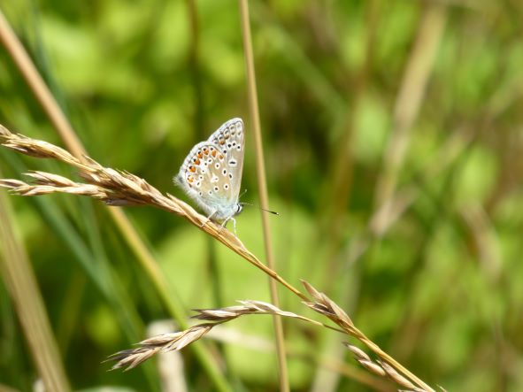 Common blue