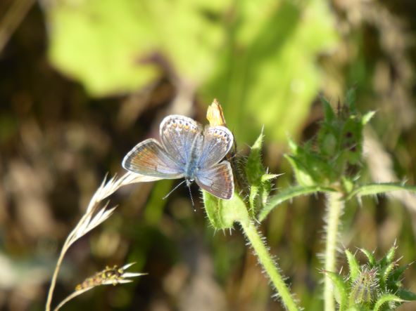 Common blue female