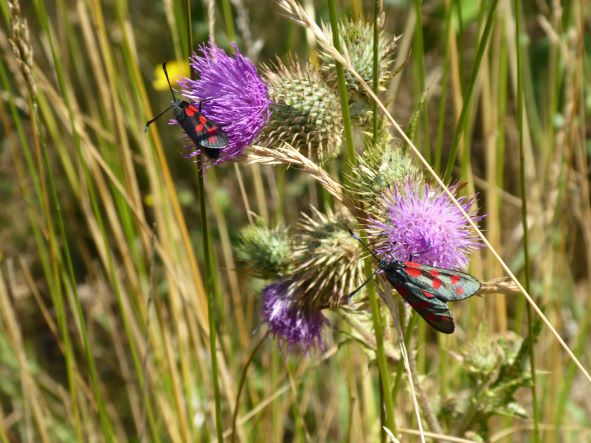 6 Spotted burnet