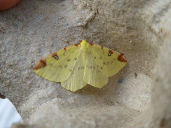 Brimstone moth august 2021