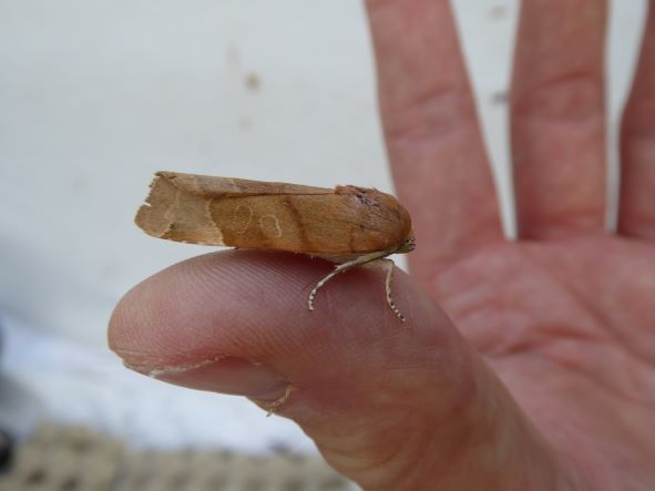 Broad bordered yellow underwing july 2022