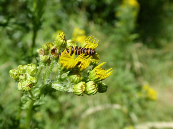 Cinnabar moth caterpillar july 2021