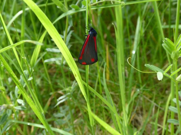 Cinnabar moth may 2022 2