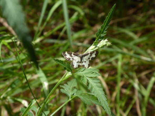 Clouded border moth june 2022