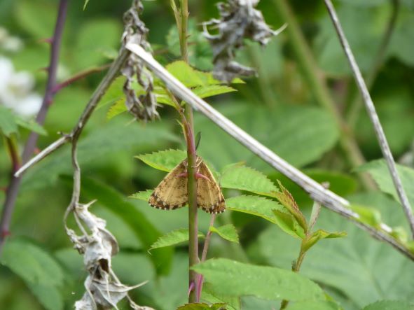 Common Heath Moth_June 2022