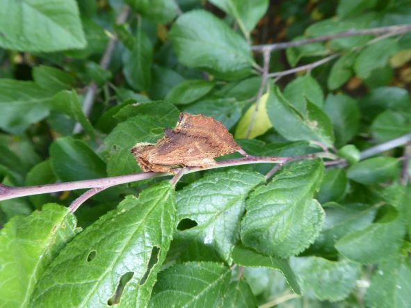 Coxcomb Prominent_July 2022