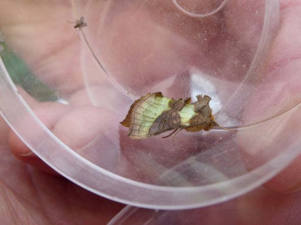 Cryptic Burnished Brass_August 2021