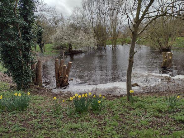 Daffodils and tree pollen