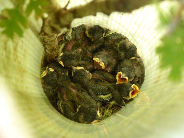 Great tit chicks May 2022