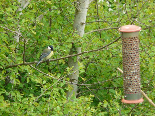 Great Tit May 2022