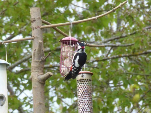 Greater Spotted Woodpecker April 2022