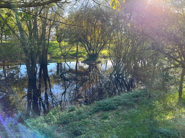 Reflection, pond