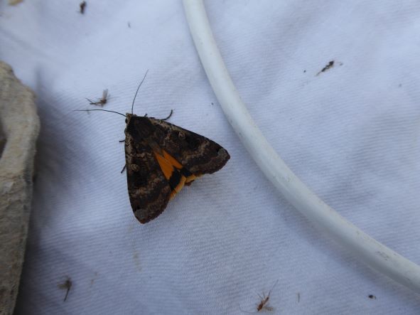 Large Yellow Underwing_July 2022