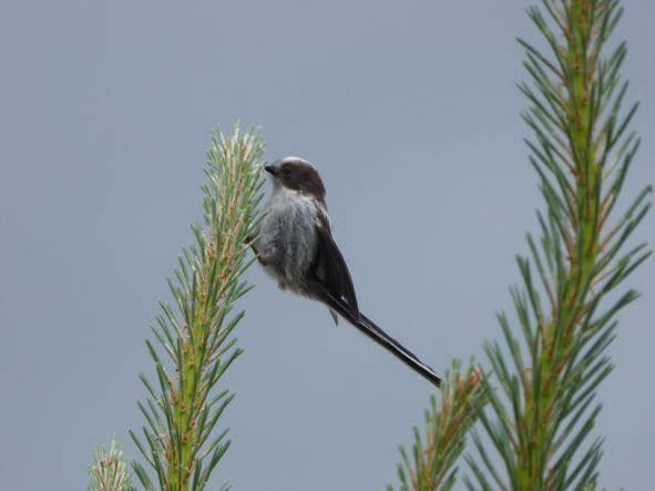 Long Tailed Tit