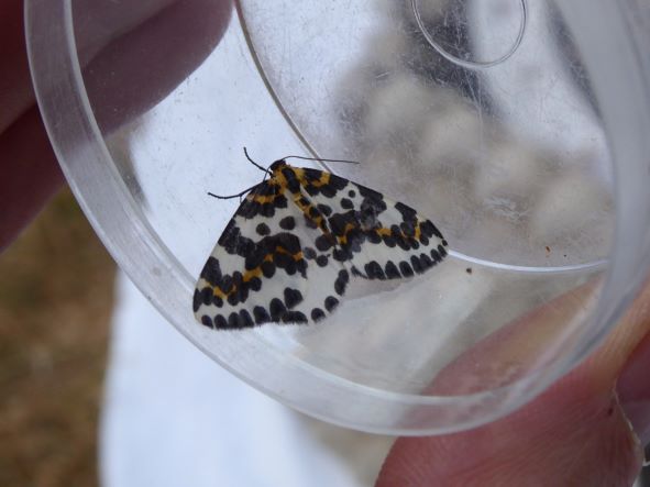 Magpie Moth_July 2022
