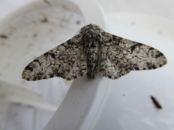 Peppered moth july 2022 2