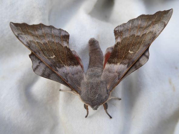 Poplar Hawk Moth_August 2021