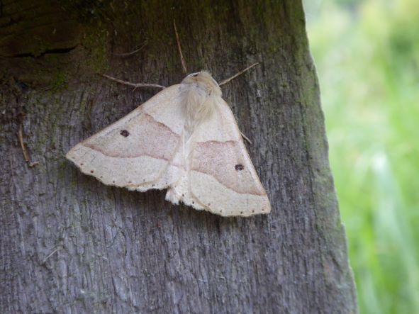 Scalloped Oak July 2022