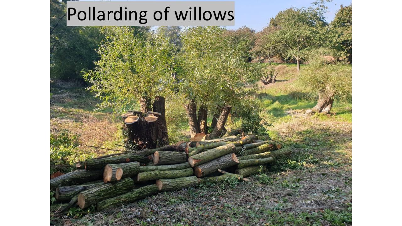 pollarded willows