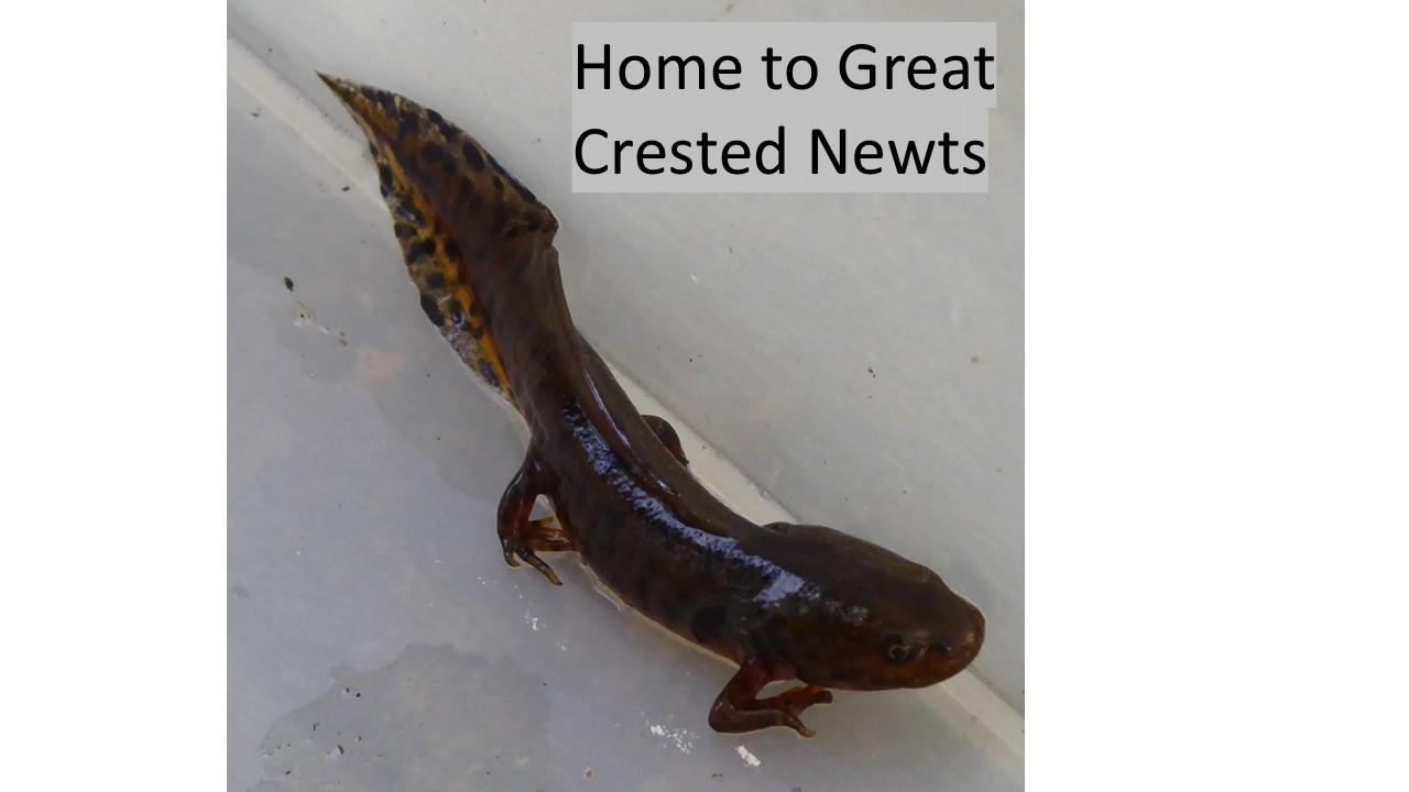 Future Newts