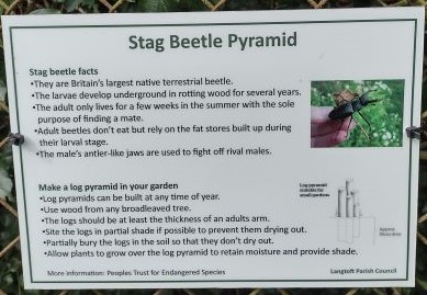 Stage beetle pyramid info