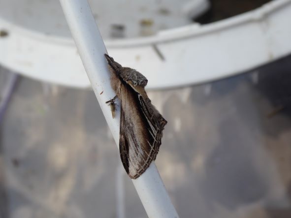 Swallow Prominent_July 2022