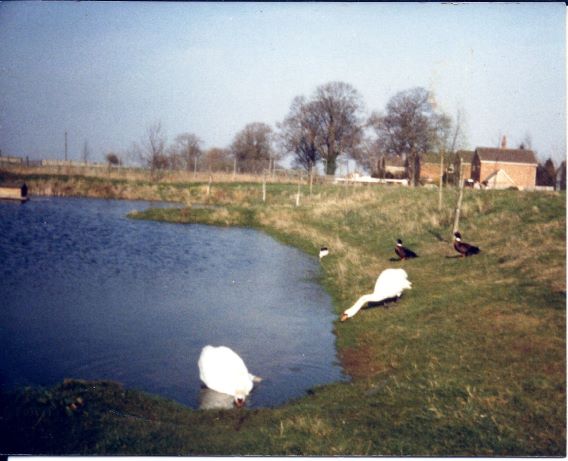 Swans and ducks old pond